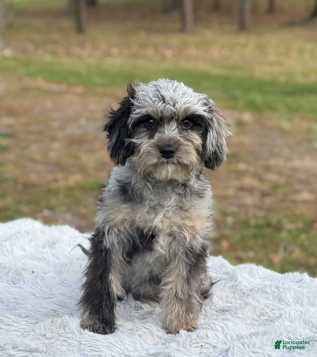 Cavapoo dogs for sale: Sasha - Ad 4