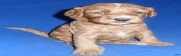 Cockapoo dogs for sale: Reggie - Ad 8