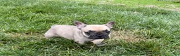 French Bulldog dogs for sale: Bruce - Ad 9
