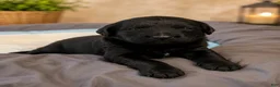 Mixed Breed dogs for sale: Marni - Ad 1
