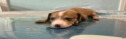 Mixed Breed dogs for sale: Bruce - Ad 2
