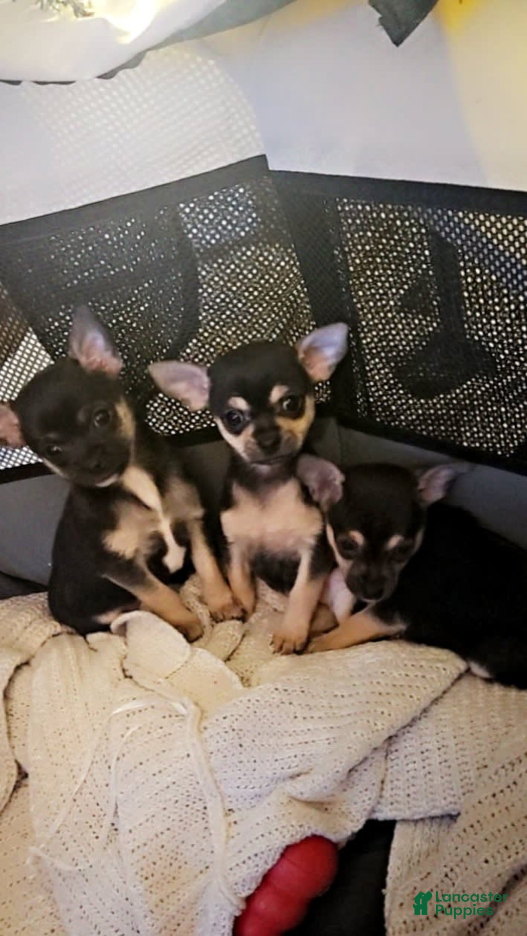 Gallery Image {{count}}