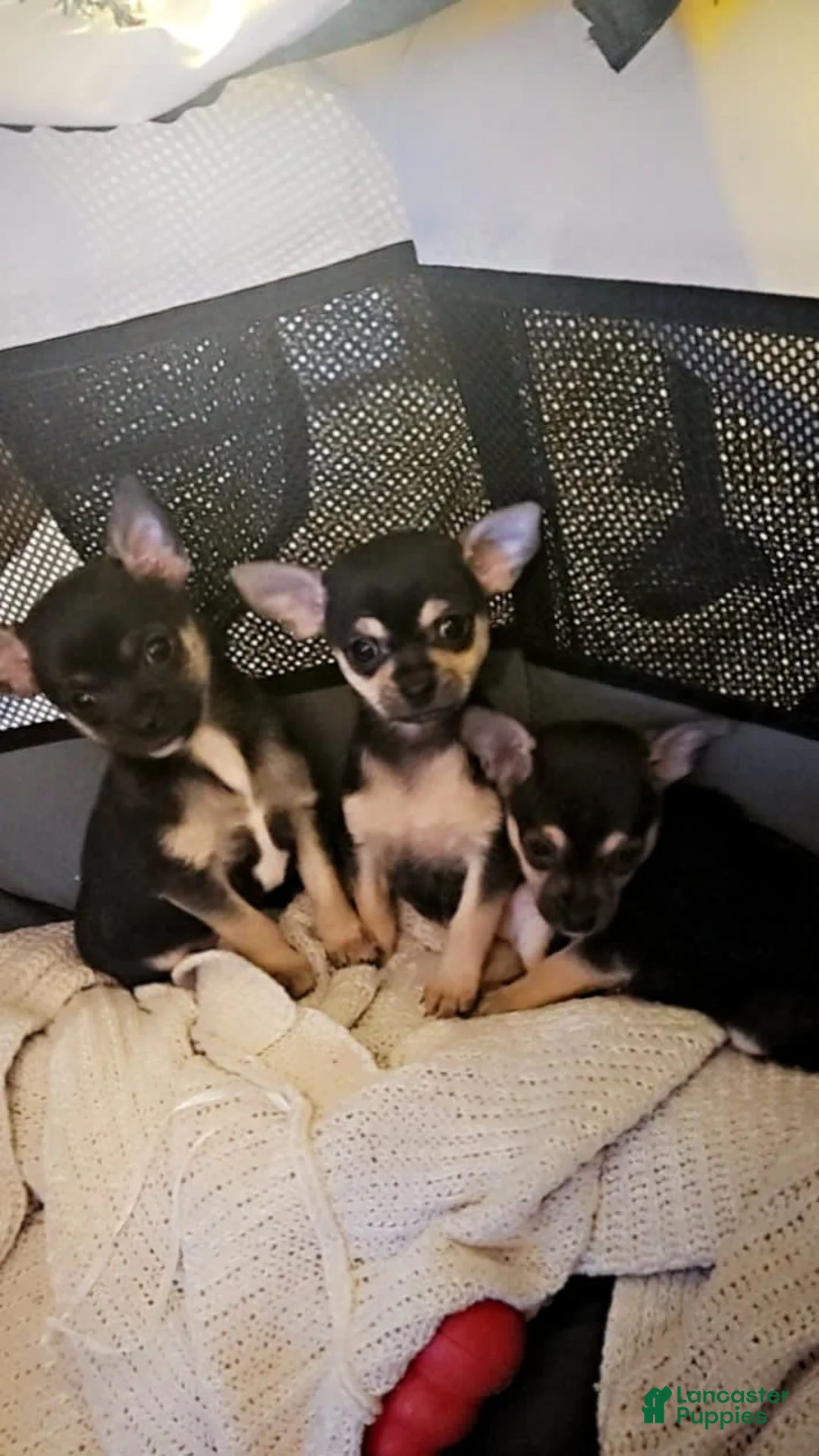 Gallery Image {{count}}