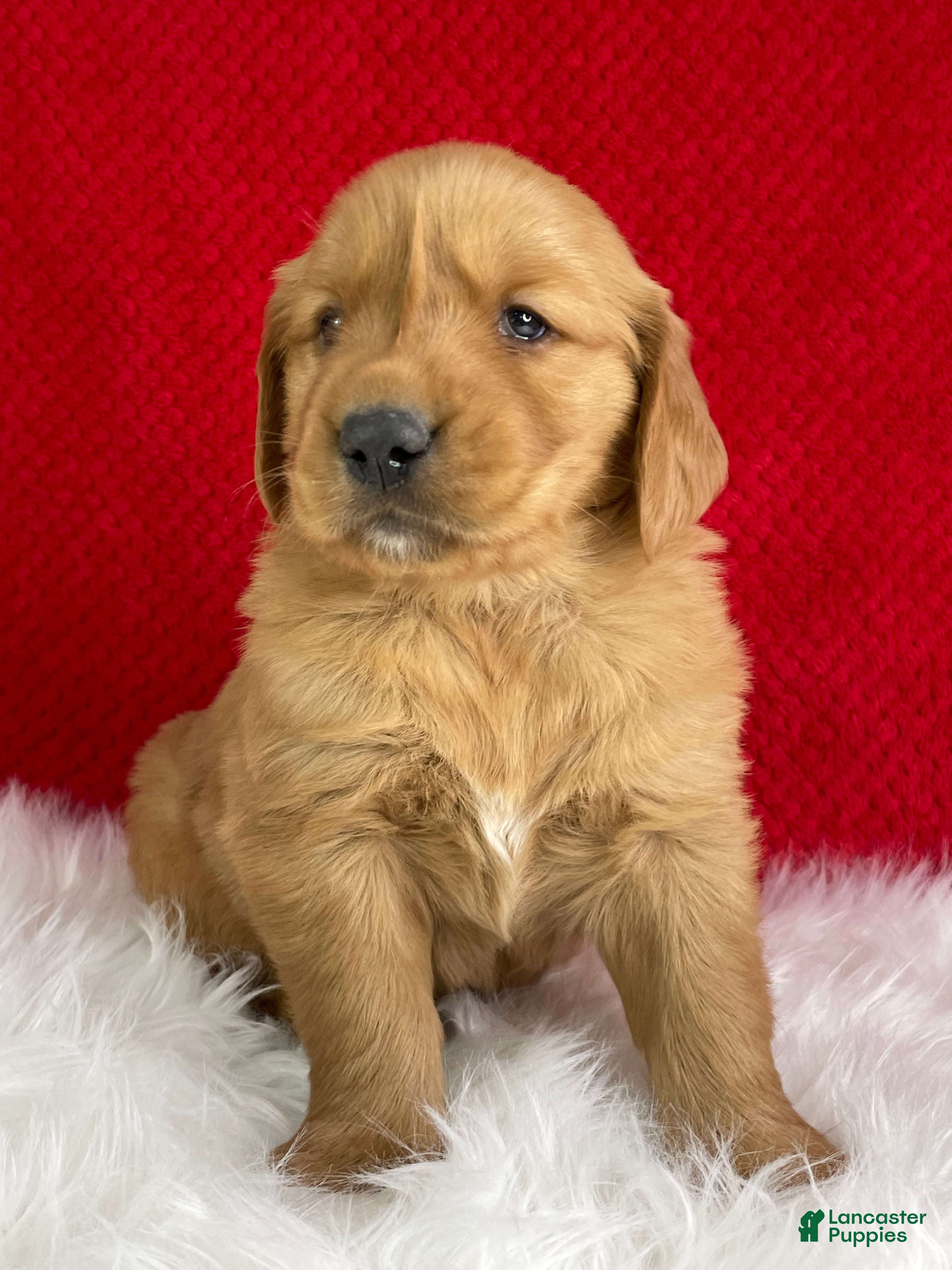 Golden Retriever dogs Tucker - Ad 1