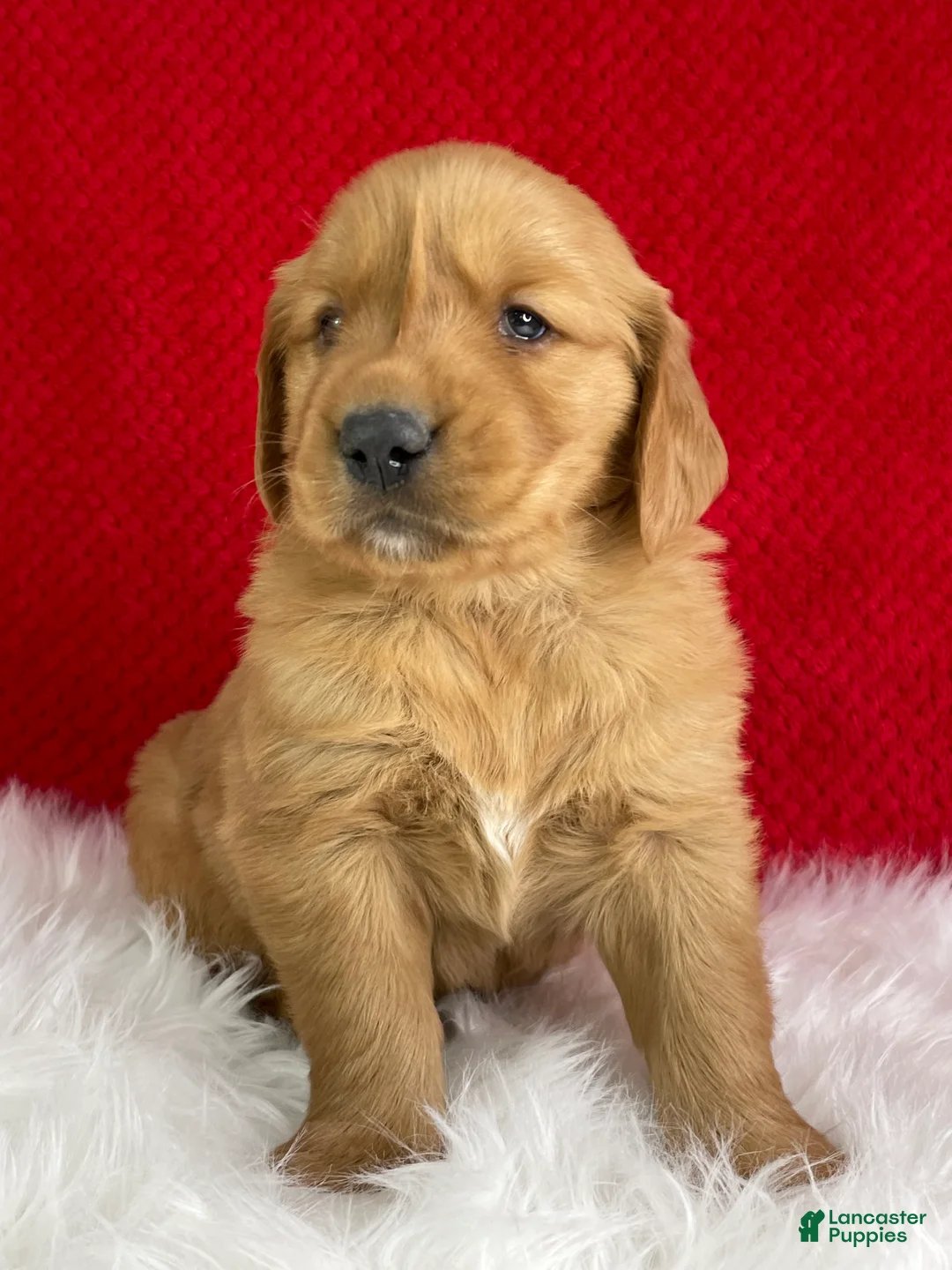 Golden Retriever dogs for sale: Tucker - Ad 1