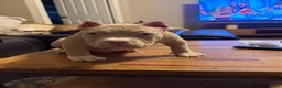 American Bully dogs for sale: American Bully 1 - Ad 6