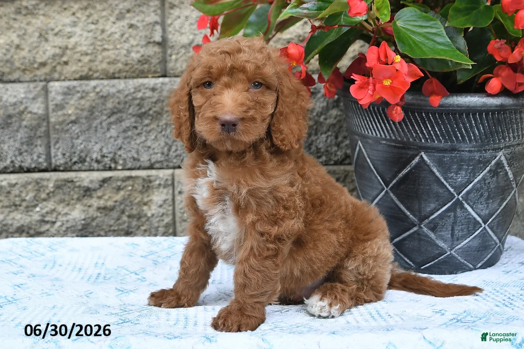 Goldendoodle dogs for sale: Milo - Ad 2