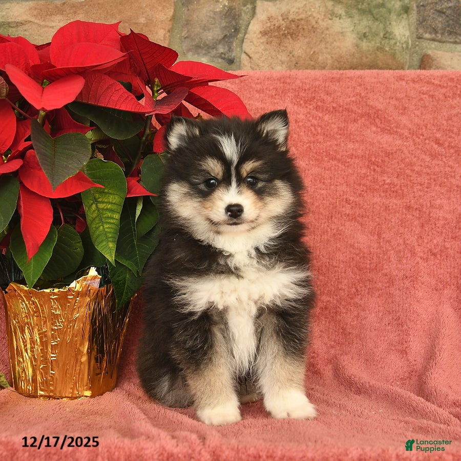 Pomsky dogs Jolly  - Ad 39