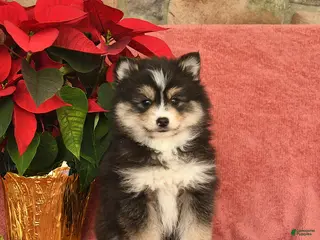 Pomsky dogs Jolly - Ad 39