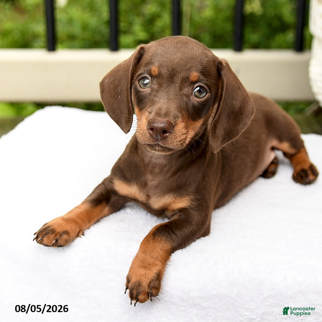 Miniature Dachshund dogs Dorian - Ad 2