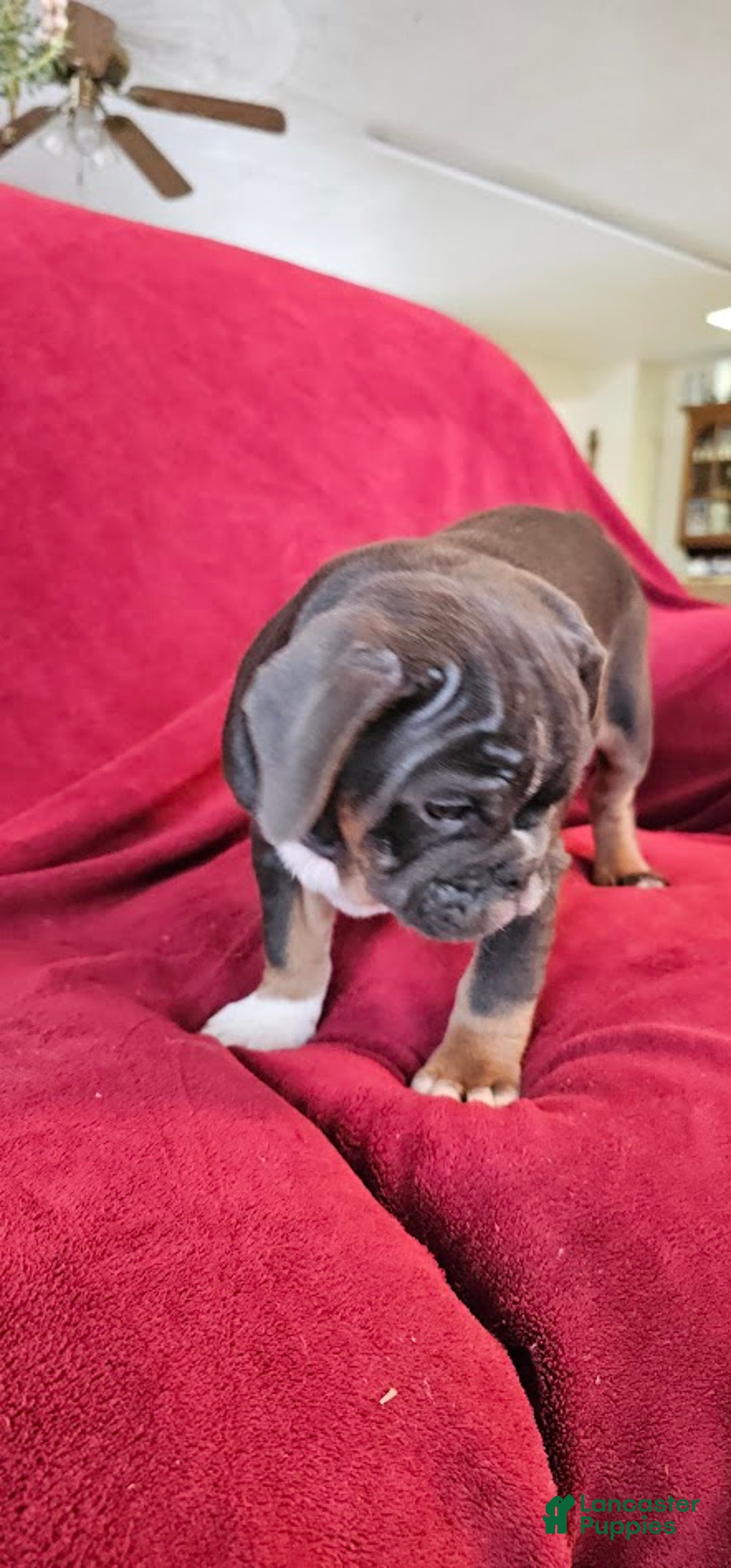 Mixed Breed dogs for sale: Blue Beauty - Ad 2