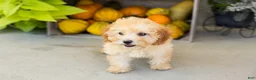 Miniature Poodle dogs for sale: Taby  - Ad 4