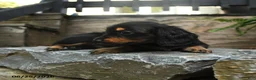 Miniature Dachshund dogs for sale: Clementine - Ad 3