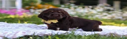 Cocker Spaniel dogs for sale: Archie - Ad 3