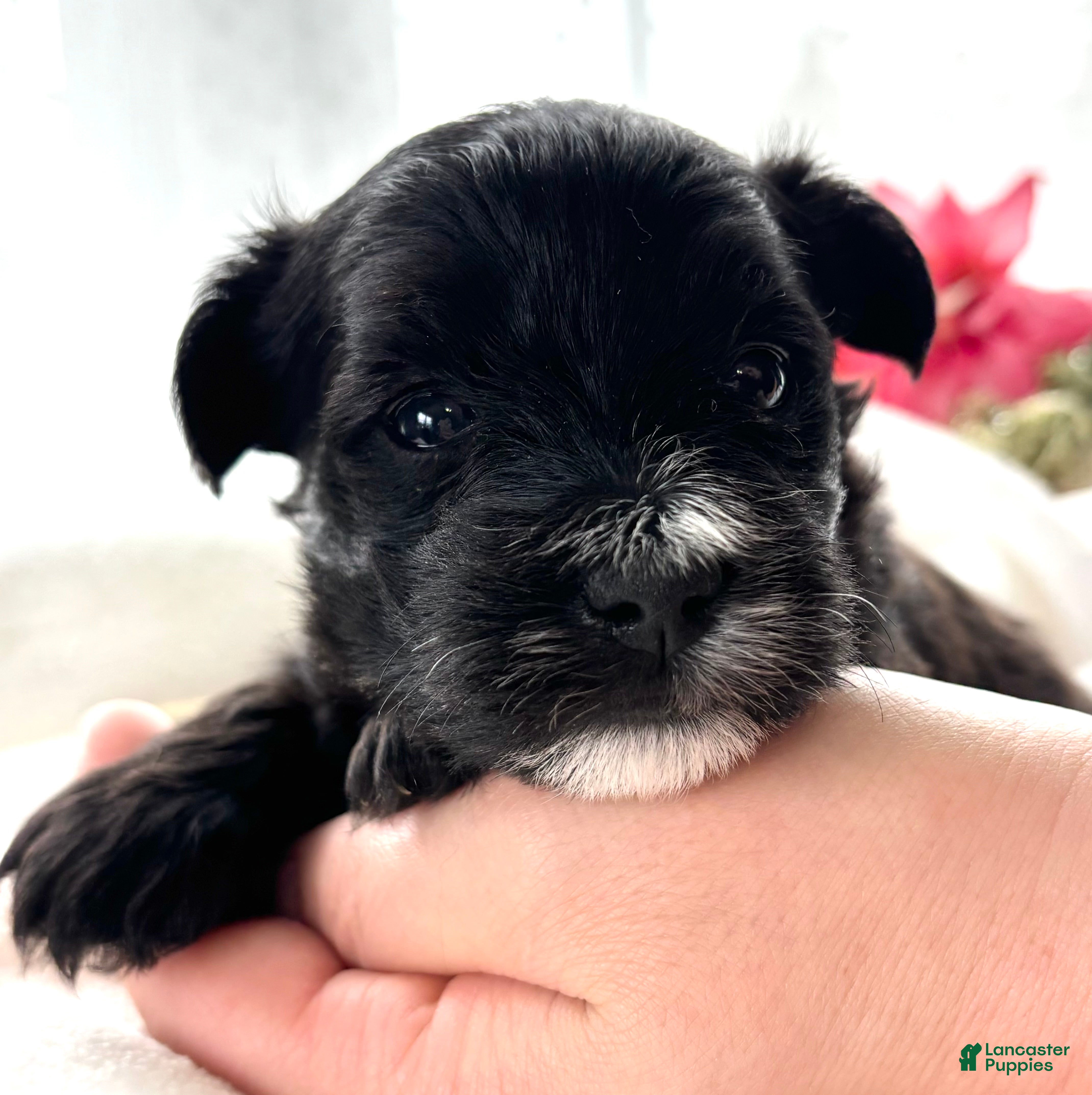 Morkie dogs D'Lynn - Ad 1