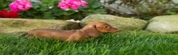 Miniature Dachshund dogs for sale: Ira  - Ad 8