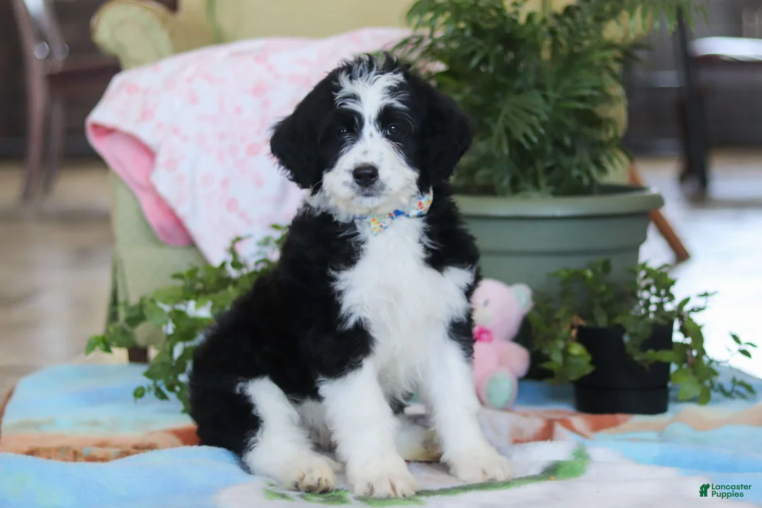 Bernedoodle dogs for sale: Hunter - Ad 2