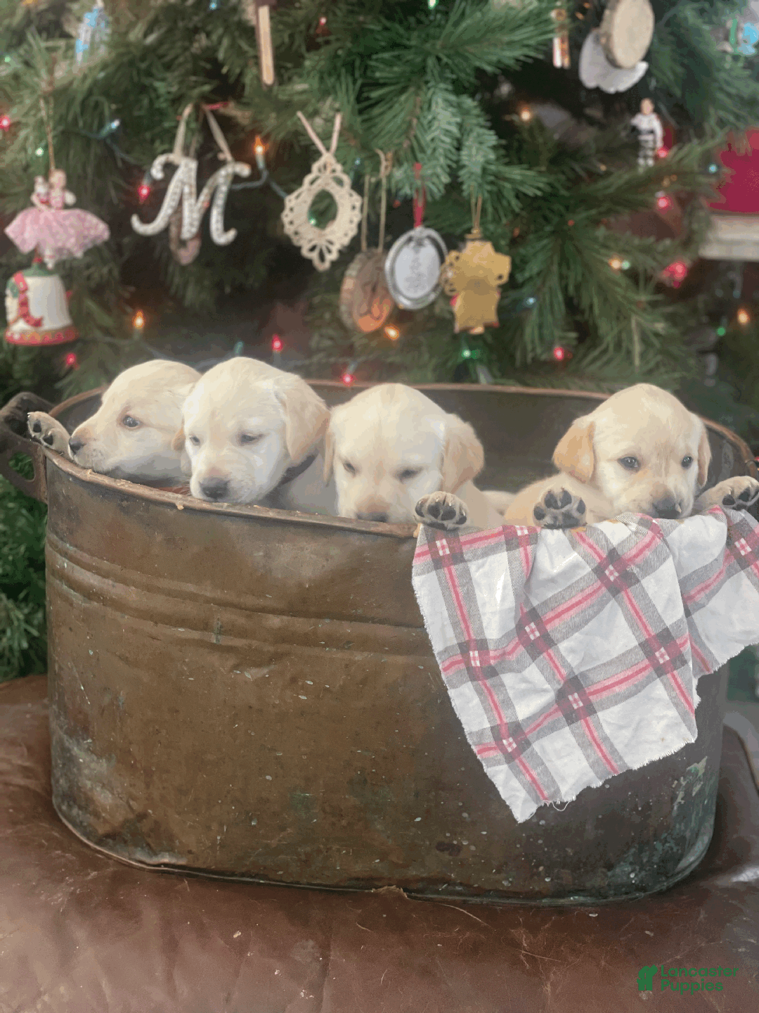 Labrador Retriever dogs for sale: Algonquin-red collar - Ad 20