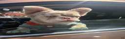 French Bulldog dogs for stud: Knuckles - Ad 6