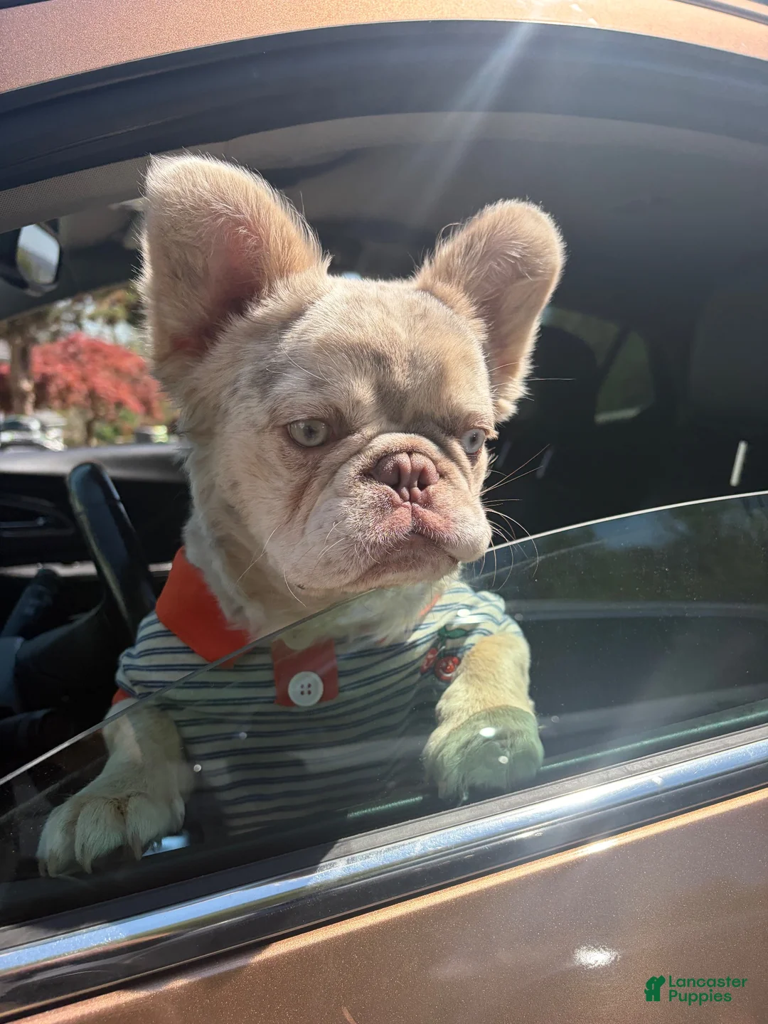 French Bulldog dogs for stud: Knuckles - Ad 6