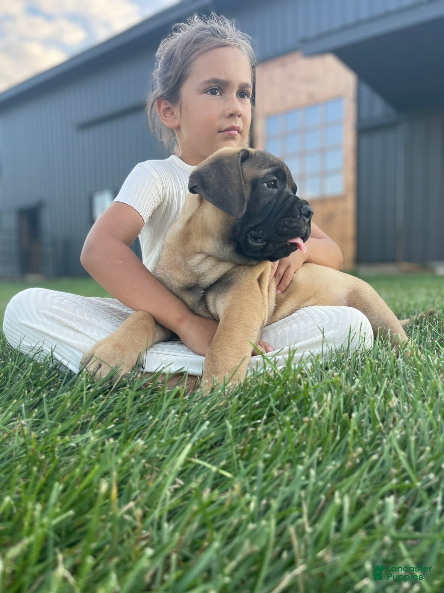 Bullmastiff dogs Asher - Ad 1