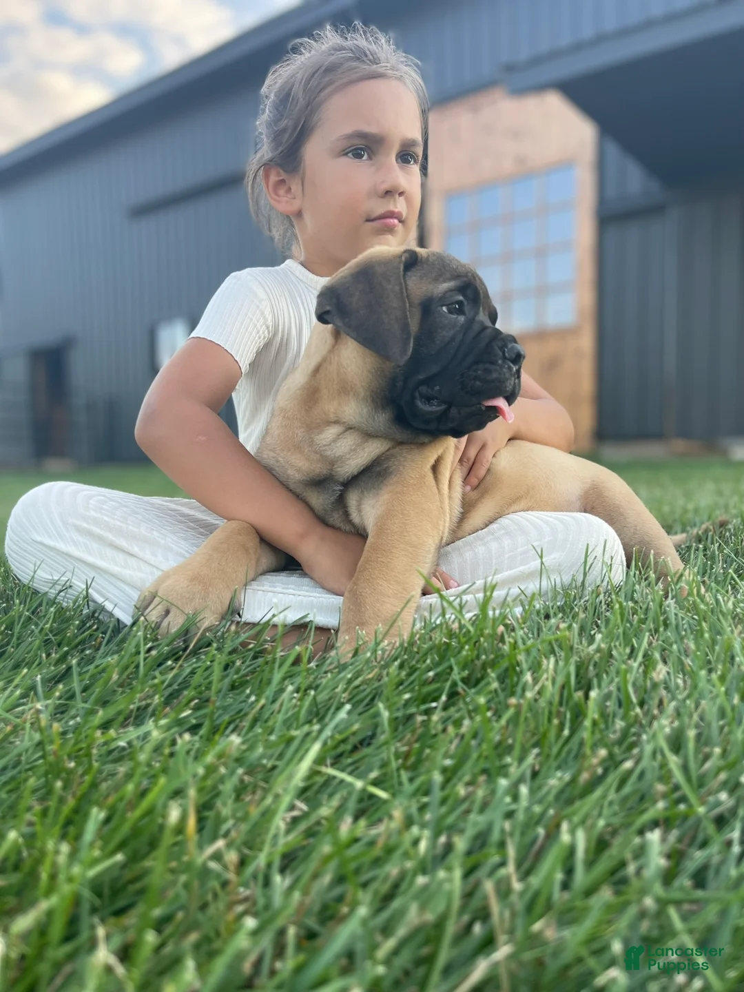 Bullmastiff dogs for sale: Asher - Ad 1