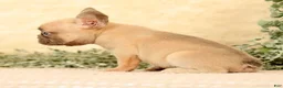 French Bulldog dogs for sale: Willow - Ad 3