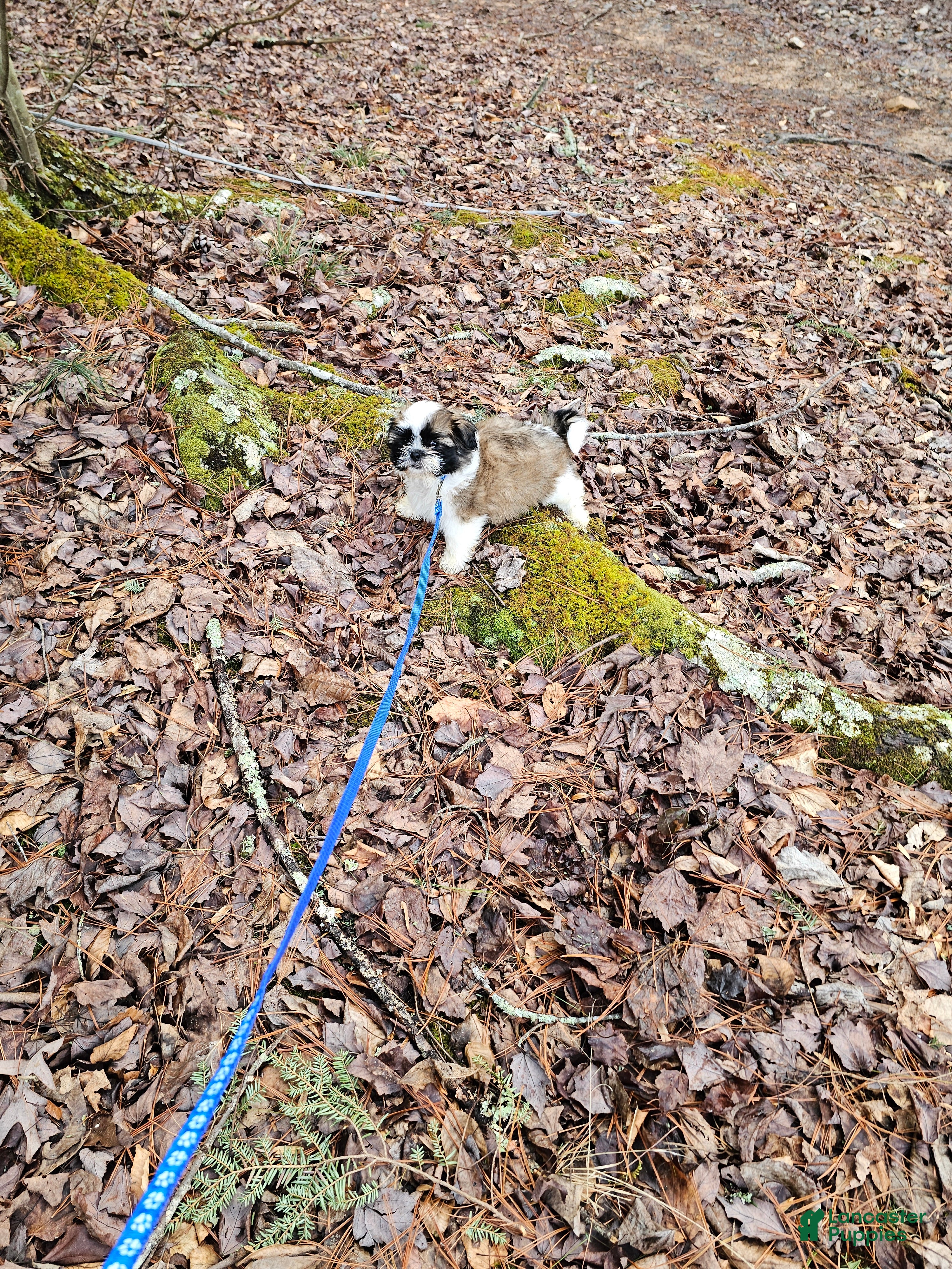 Shih Tzu dogs Gordon Ckc  - Ad 1