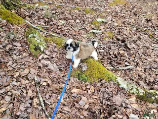 Shih Tzu dogs Gordon Ckc - Ad 1