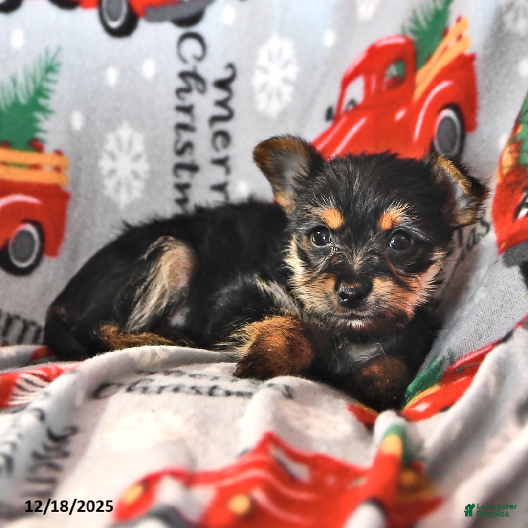 Morkie dogs for sale: Max - Ad 1