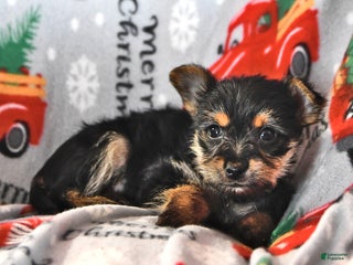 Morkie dogs Max - Ad 12