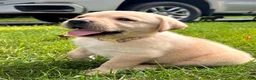 Labrador Retriever dogs for sale: Lola - Ad 2