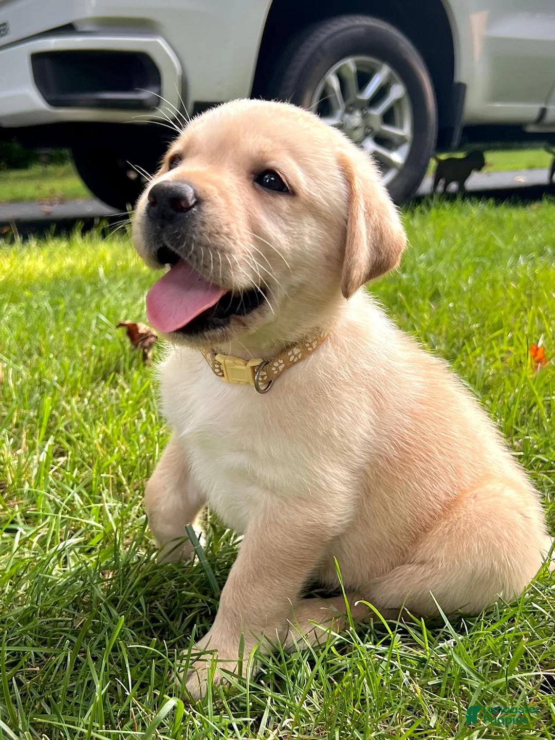 Labrador Retriever dogs for sale: Lola - Ad 2