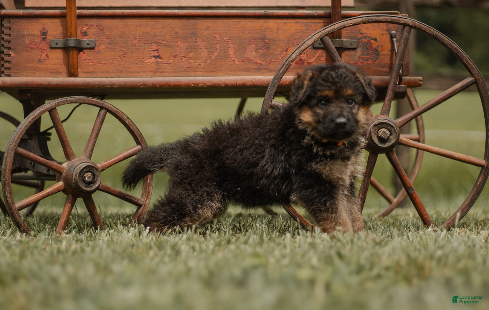 German Shepherd dogs German Shepherd Puppy 3 Faith - Ad 2