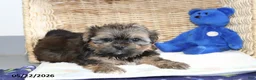 Shorkie dogs for sale: Dillon - Ad 2
