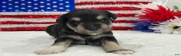 Miniature Schnauzer dogs for sale: Marsha Male 2 - Ad 1