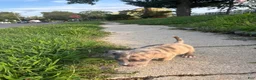 American Bully dogs for sale: Winter - Ad 16