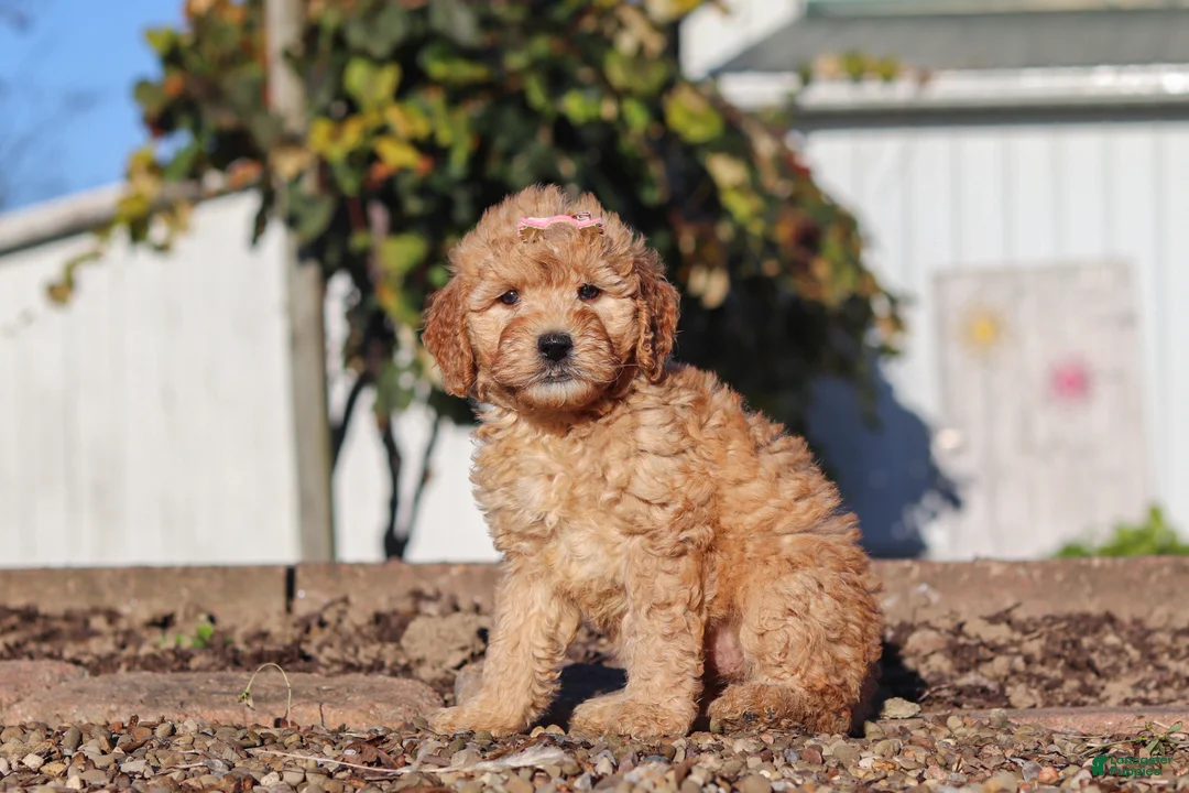 Mini Goldendoodle dogs for sale: Betty - Ad 1