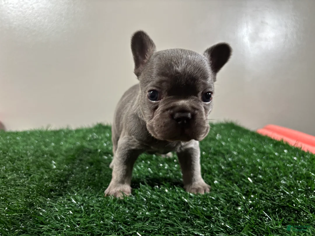 French Bulldog dogs for sale: Frank - Ad 4