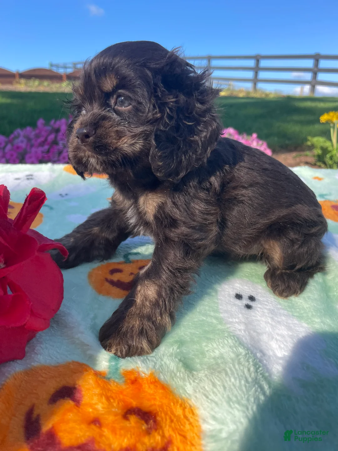 Cocker Spaniel dogs for sale: Lady - Ad 4