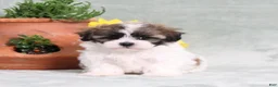 Teddy Bear dogs for sale: Universe - Ad 4