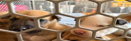 Mixed Breed dogs for sale: Pitsky male - Ad 37