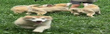 Alaskan Malamute 1