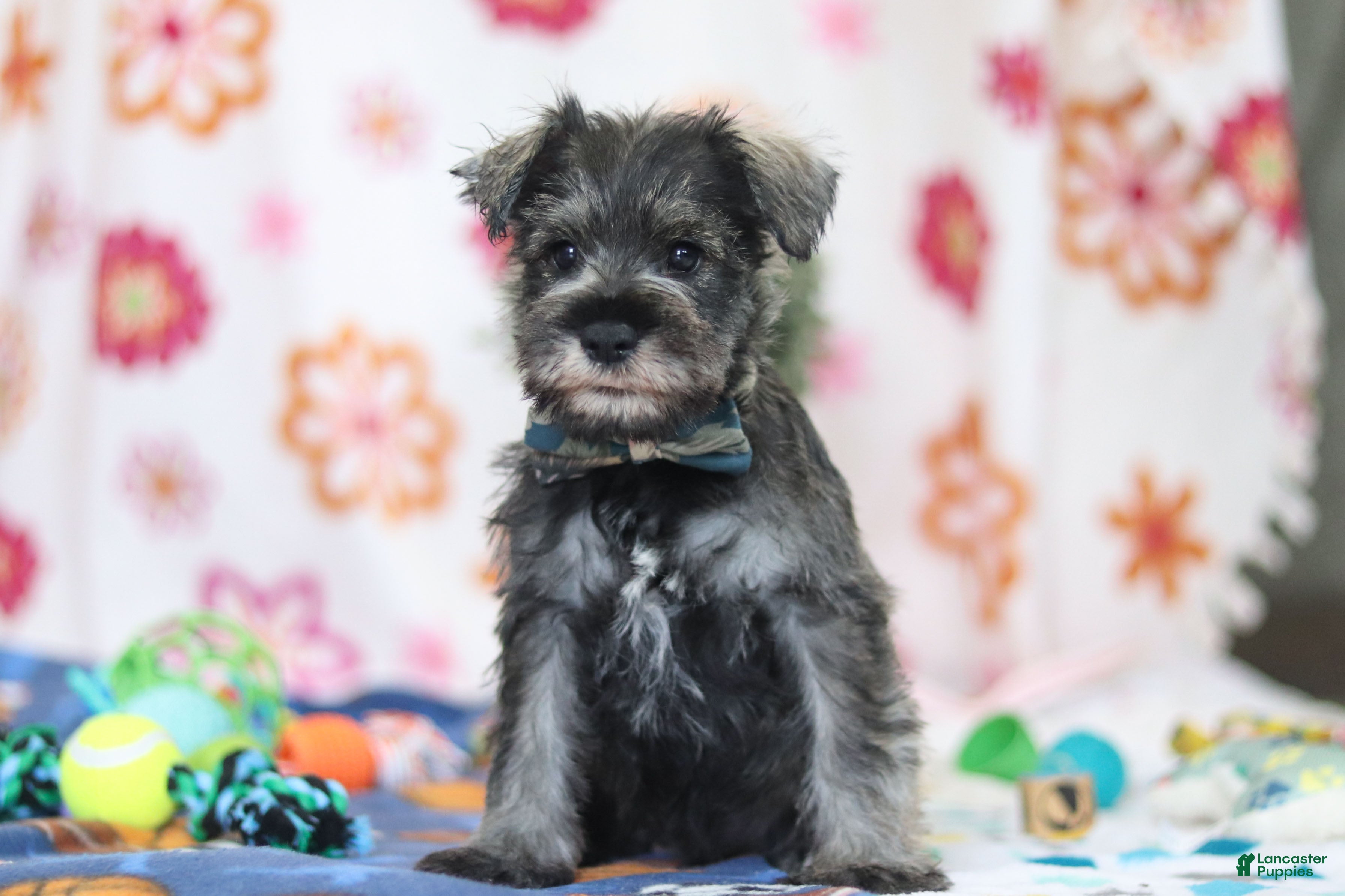 Miniature Schnauzer dogs Nolan - Ad 1