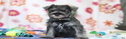 Miniature Schnauzer dogs for sale: Nolan - Ad 1