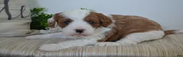 Miniature Poodle dogs for sale: Patches - Ad 2