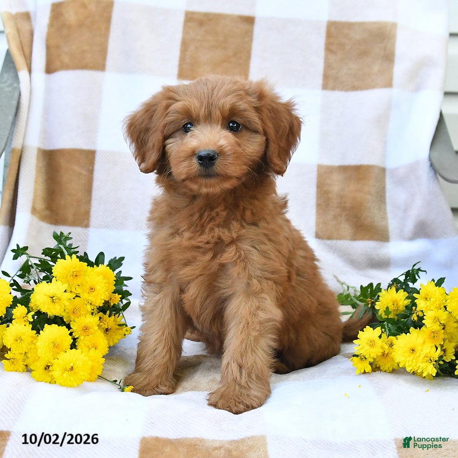 Mini Goldendoodle dogs Jared - Ad 1