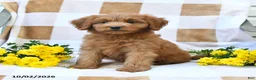 Mini Goldendoodle dogs for sale: Jared - Ad 6