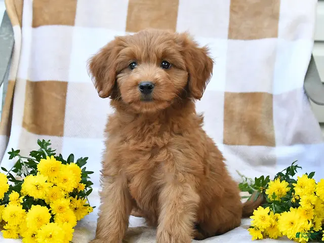 Mini Goldendoodle dogs for sale: Jared - Ad 1