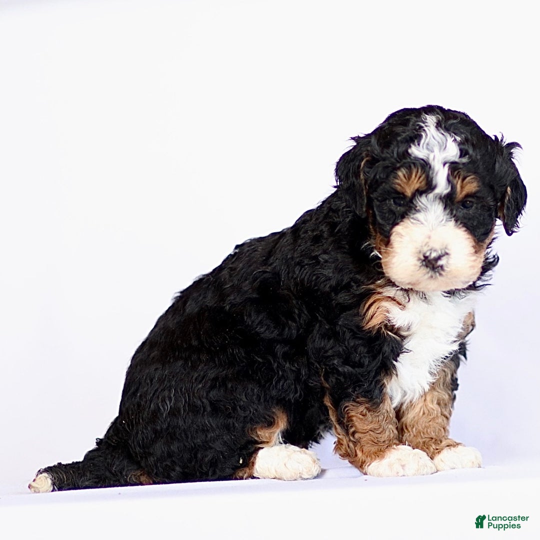Mini Bernedoodle dogs for sale: Gus - Ad 2